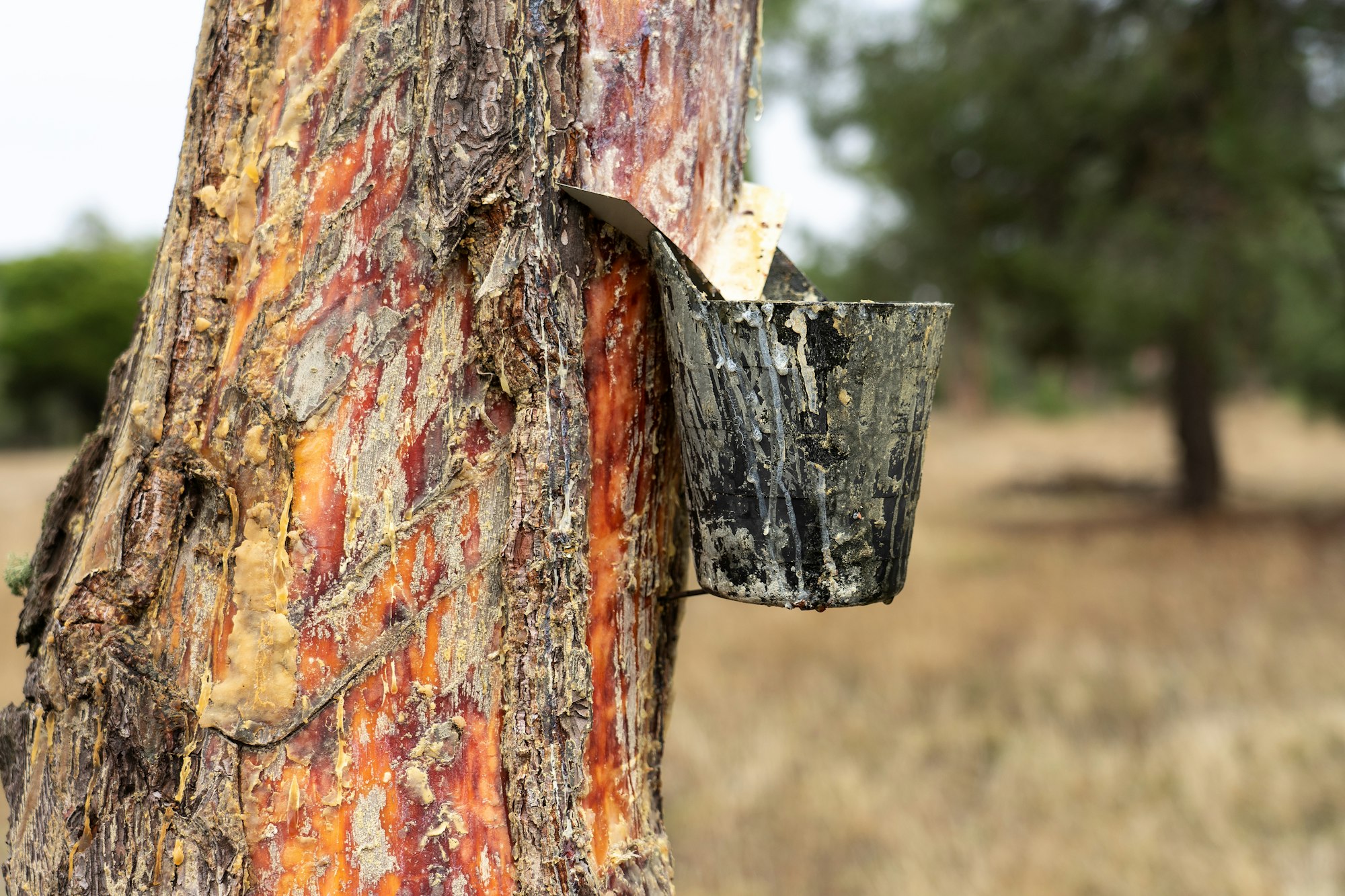 Resin extraction in a resin pine forest