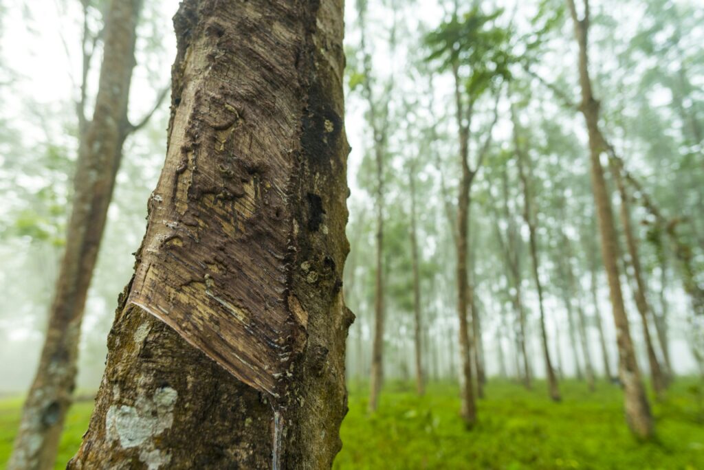 Rubber plantation for Asian tire industry