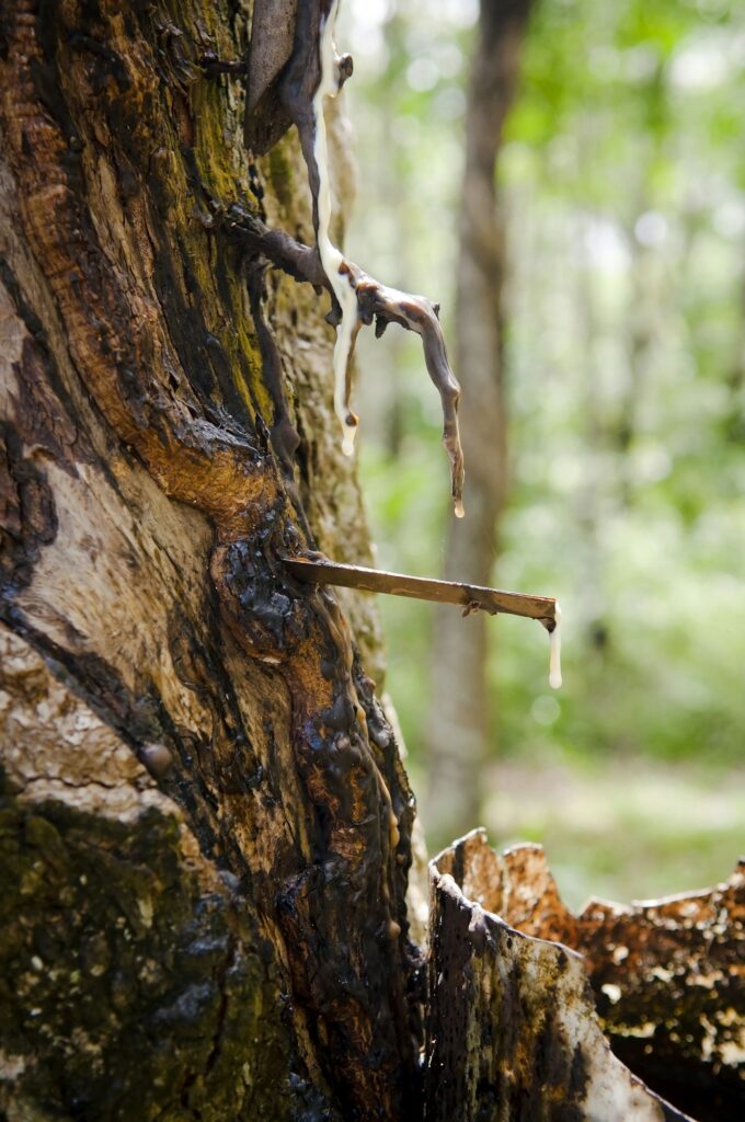 Tapping A Rubber Tree